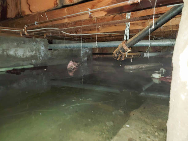 Best Water damage contractors near me  in Reese, MI